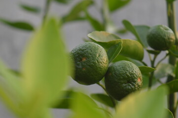 selective focus, plants and fruit Lime, scientific name citrus aurantiifolia, many branches and thorns, oval leaves, small winged petioles, contains vitamin C, boosts immunity.