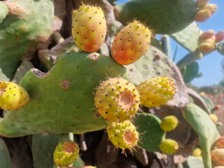 Prickly pear cactus fruiting, or indian fig in sicily, italy