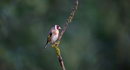 Goldfinches at a woodland site