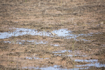 Pectoral Sandpiper Foraging