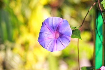 Ipomoea nil is a species of Ipomoea morning glory known by several common names, including picotee...