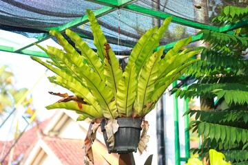 Asplenium nidus or in Indonesian called "Paku Sarang Burung" or "Kadaka" leaves.