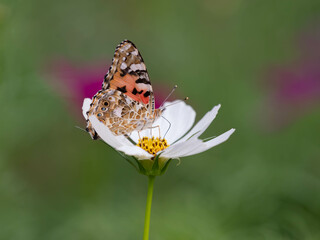 コスモスの蜜を吸うヒメアカタテハ