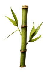 Fototapeta na wymiar piece of bamboo 