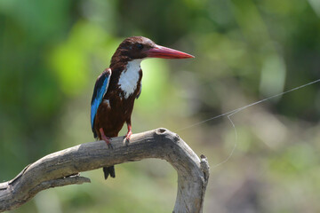 Close-up photo of a white-throated kingfisher 