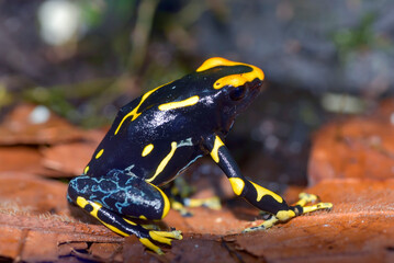 Poison dart frog on a leaf