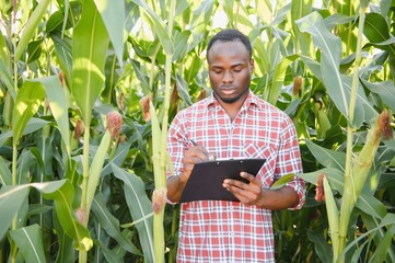 Young handsome African American Farmer or Agronomist inspects corn crop.