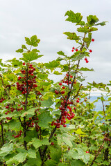 Ripe red fruits of Ribes petraeum still on the bush in the wild. - 651835002