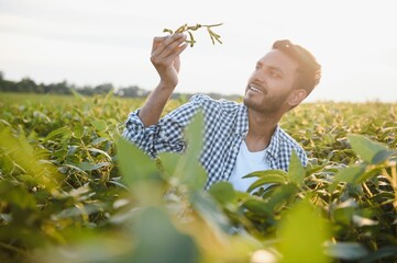 An Indian farmer works in a soybean field. The farmer examines and inspects the plants.