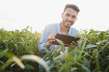 The concept of agriculture. An Indian farmer or agronomist inspects the soybean crop in a field.