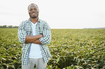 African American male farmer in soybean field at sunset.