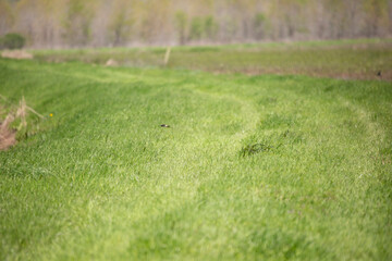 Cliff Swallow Over a Lawn