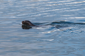 Fototapeta premium seal in the water on the island of chiloe