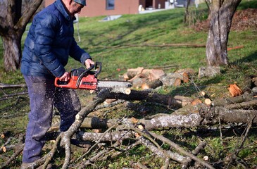 The traditional way of sawing a tree with a chainsaw - obrazy, fototapety, plakaty