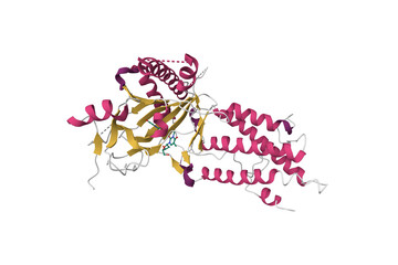 Crystal structure of the fat mass and obesity associated (FTO) protein. 3D cartoon model, secondary structure color scheme, PDB 3flm