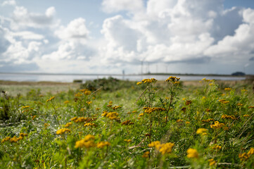 Scene from the Wadden Sea overlooking the City of Esbjerg. Moody and dramatic cumulus clouds