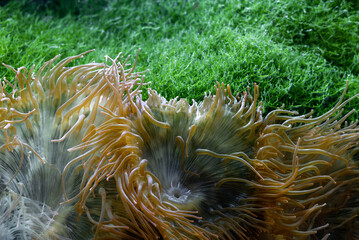 Sea anemone at the big Aquarium.