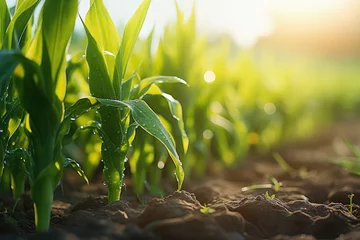 Fotobehang Green maize plant at agriculture field © PRASANNAPIX