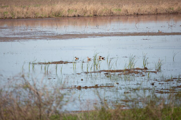 Four Northern Shoveler Ducks Swimming