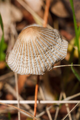 Some wild brown mushroom cap on forest background. Soft focused macro shot