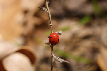 ladybug on tree branch in autumn forest. Coccinellidae or ladybird beetle macro shot