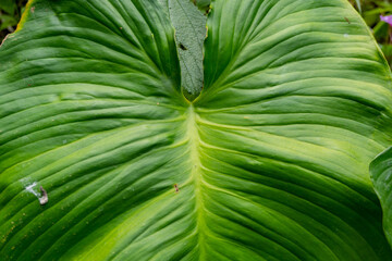 Texture and surface of homalomena occulta green leaf on the tropical forest. The photo is suitable...