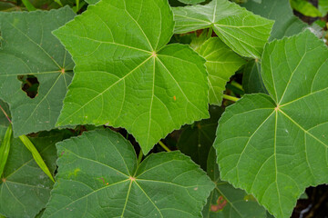 Green leaf of Hibiscus mutabilis when springtime on national garden. The photo is suitable to use for botanical content media and flowers nature photo background.