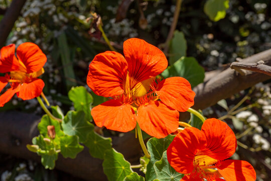 Tropaeolum majus Garden Nasturtium flower on the way to peak mountain. The photo is suitable to use for botanical content media and flowers nature photo background.