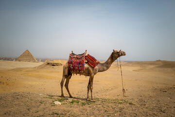 A camel in the desert with pyramid in the background.