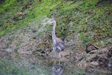 Great Blue Heron (Ardea herodias), Knight Inlet, British Columbia, Canada.