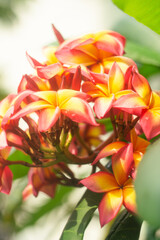 red and yellow flowers