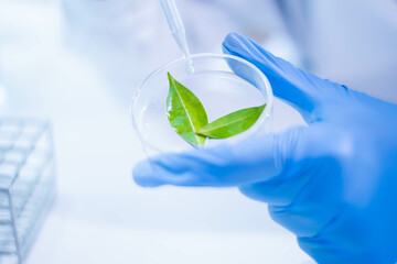 Female scientist working plant biology biotechnology research agriculture experiment laboratory test, hand holding growth eco organic nature green leaf botany herb medicine on petri dish scientific