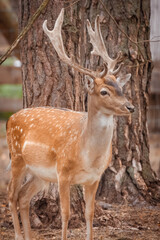 Eurasian male deer stand on their feet and look into a camera in the forest on a sunny summer day.	
