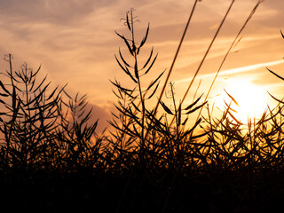 Obraz premium Sonnenuntergang