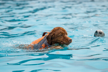 dog swimming in the pool with a life jacket