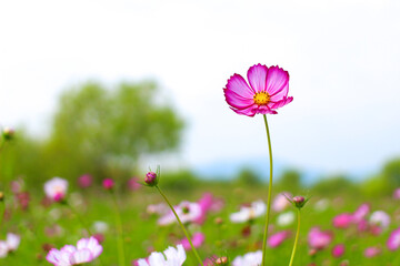 코스모스 꽃밭