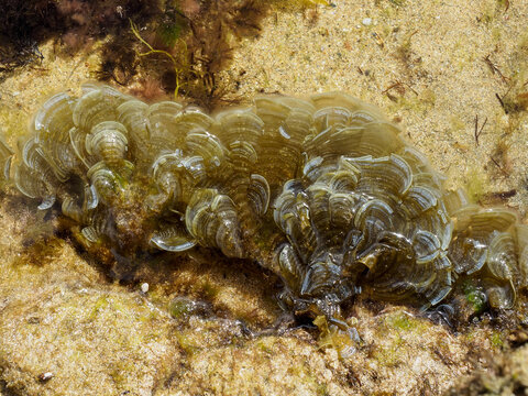peacock's tail (Padina pavonica) seaweed on a rock during low tide