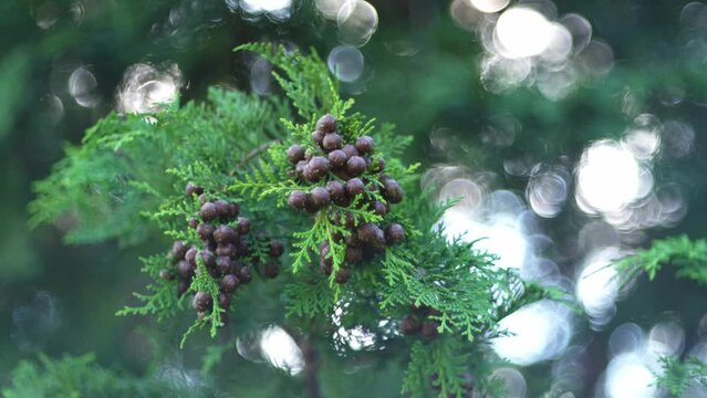 Tokyo,Japan - September 24, 2023: Hinoki or Japanese Cypress seeds
