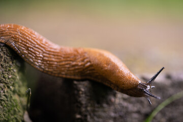 close-up of a Spanish snail (Arion vulgaris) outdoors