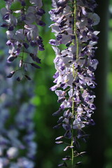 Close up of wisteria flowers