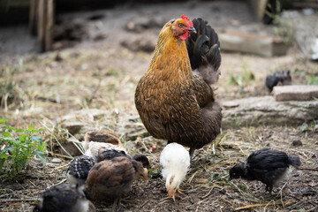 a beautiful adult hen walks with her chicks