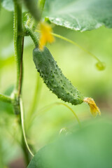fresh green cucumbers grow in a greenhouse