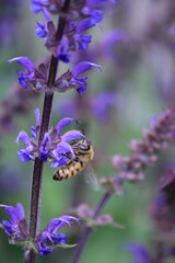 Close up of a bee on a purple flower