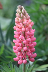Close up of  pink hyacinth