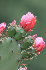 Close up of a blooming cactus