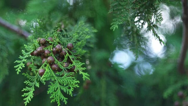 Tokyo,Japan - September 24, 2023: Hinoki or Japanese Cypress seeds
