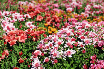 Obraz premium Chrysanthemums of different colors, bushes of autumn flowers in sunny day. Landscape design, floral background