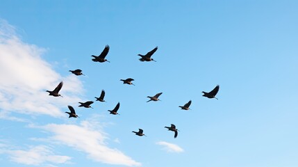 Fototapeta premium Birds Migrating in Formation