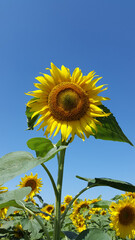 Blooming sunflower. Sunflower flower against blue sky