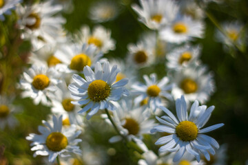 Ox-eye Daisy (Leucanthemum vulgare) in garden